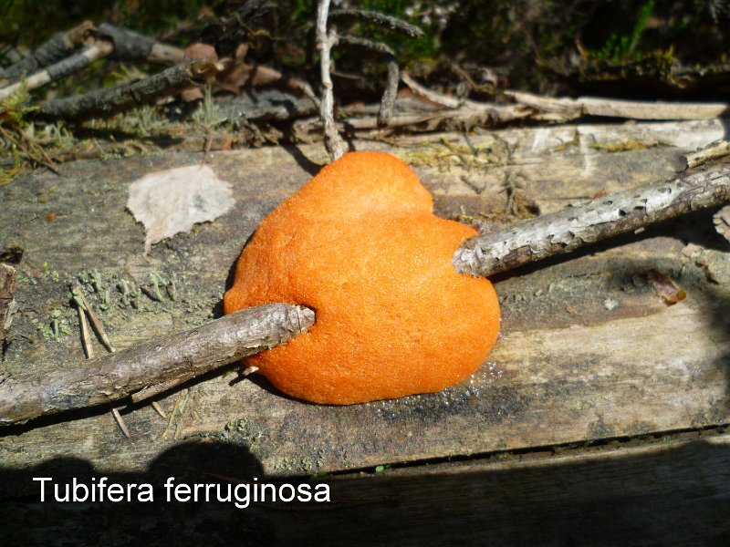 Tubifera ferruginosa-amf1912.jpg - Tubifera ferruginosa ; Syn: Tubifera fragiformis ; Nom français: Tubifère ferrugineux